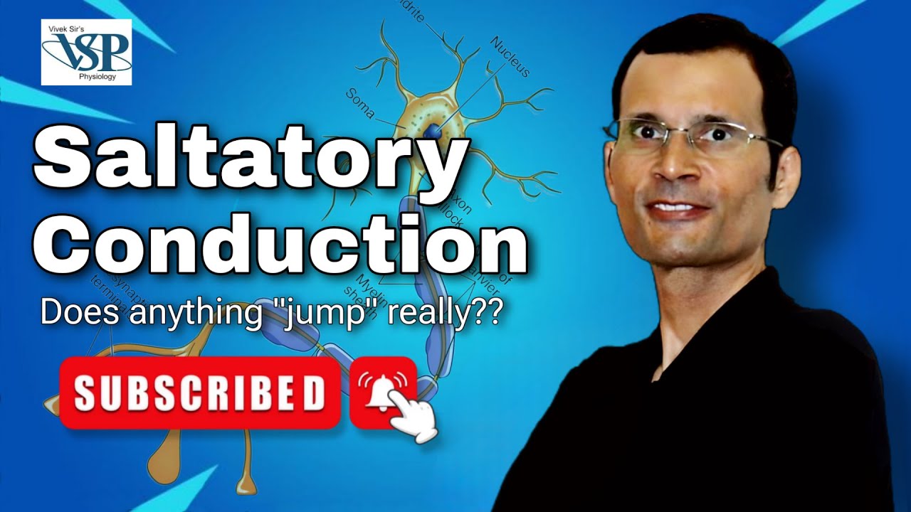 Saltatory conduction ~ Does anything 