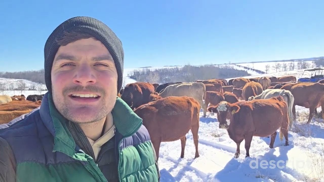 Feeding Hay in the Snow, Then Back to Grass | Winter Grazing Update