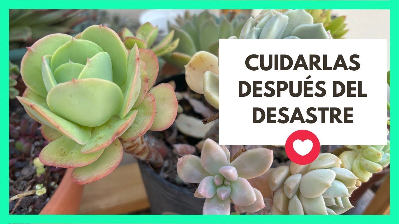 Cuidando a mis Suculentas