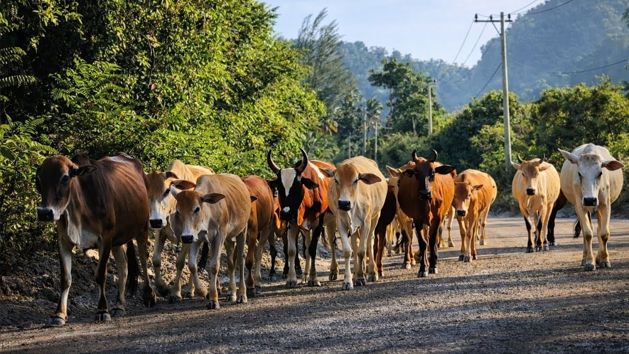 Keseruan Menggiring Puluhan Kawanan Sapi Lembu Ternak Berjalan Rapi Menyusuri Perkampungan Di Sore 