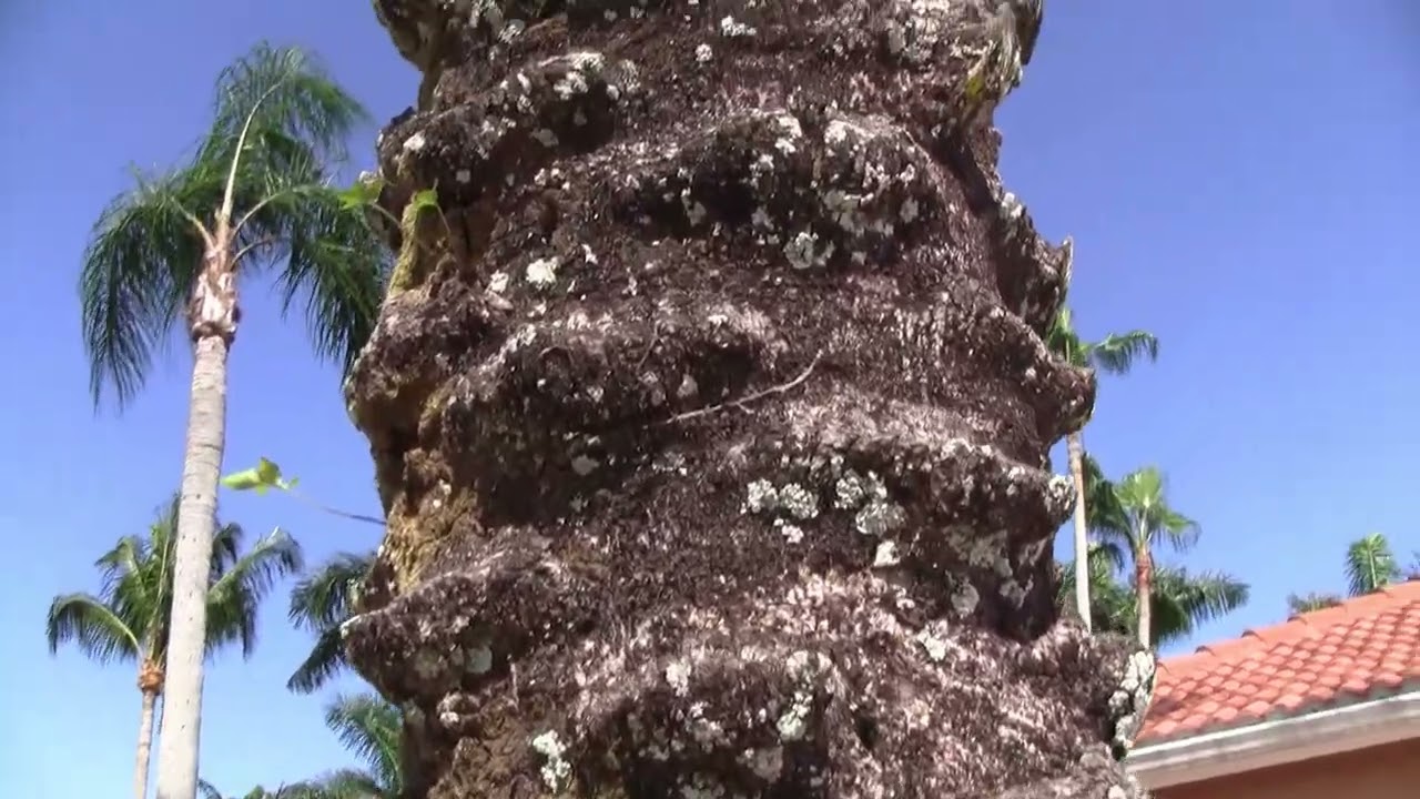 ENCLAVE CONDO ASSOCIATION OF NAPLES - January 6 through May 6, 2023: Norm & Kathleen Rasmussen