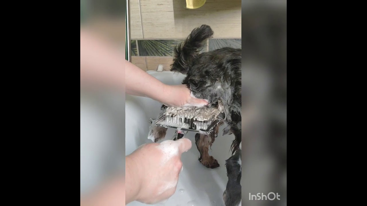 Мытье и сушка шнауцера
