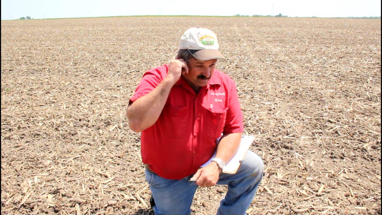 Soybean Replant Decision