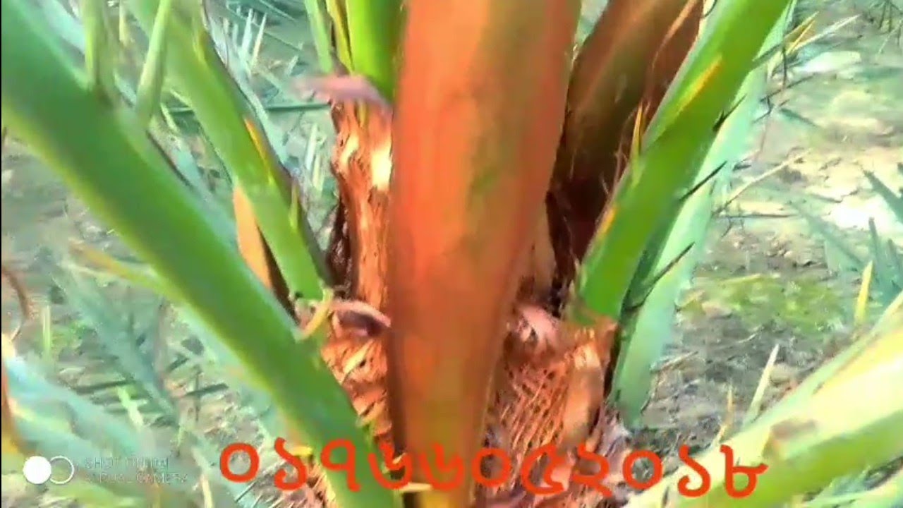 সৌদি খেজুর বাগানে এবারে কি ভাবে খেজুরের বাধা বাহির হচ্ছে দেখে নিন। 