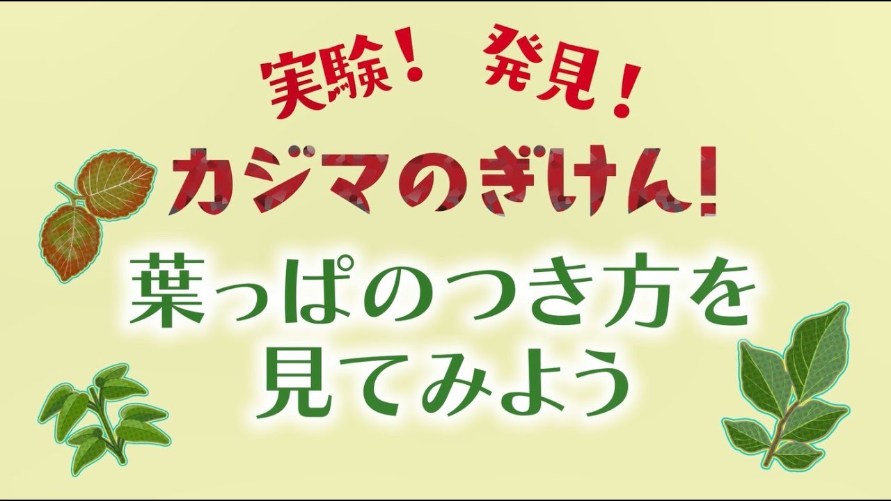 葉っぱのつき方を見てみよう