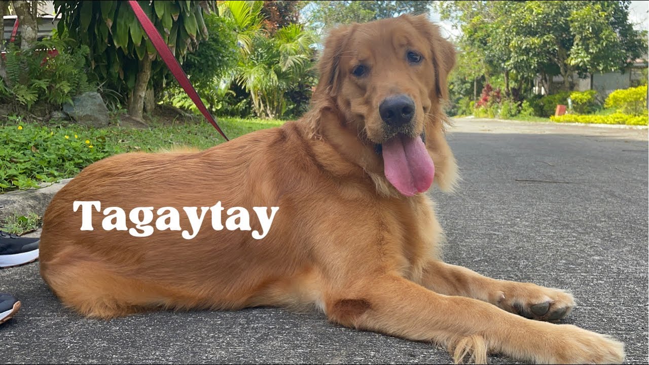 Golden Retriever Dog goes on Vacation! | Tagaytay City, Philippines | Part 1 🐶