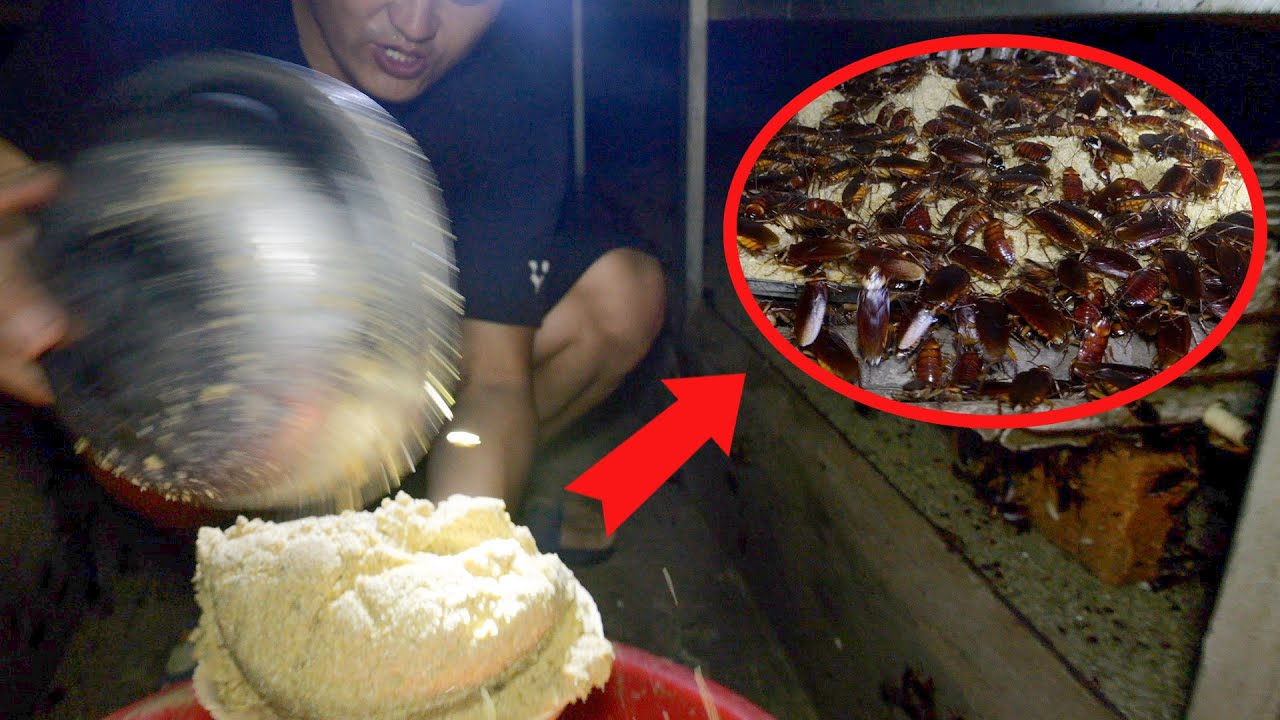 再访蟑螂养殖基地，见证如何给几百万只小强喂食