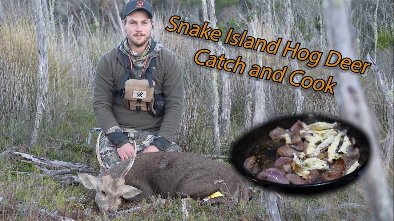 2024 г., свинья-олень острова Снейк