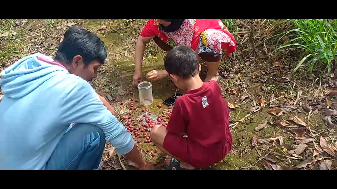 Kebun kopi pagar alam