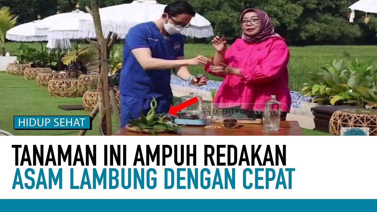 Racikan Sederhana untuk Gangguan Asam Lambung | Obat Herbal