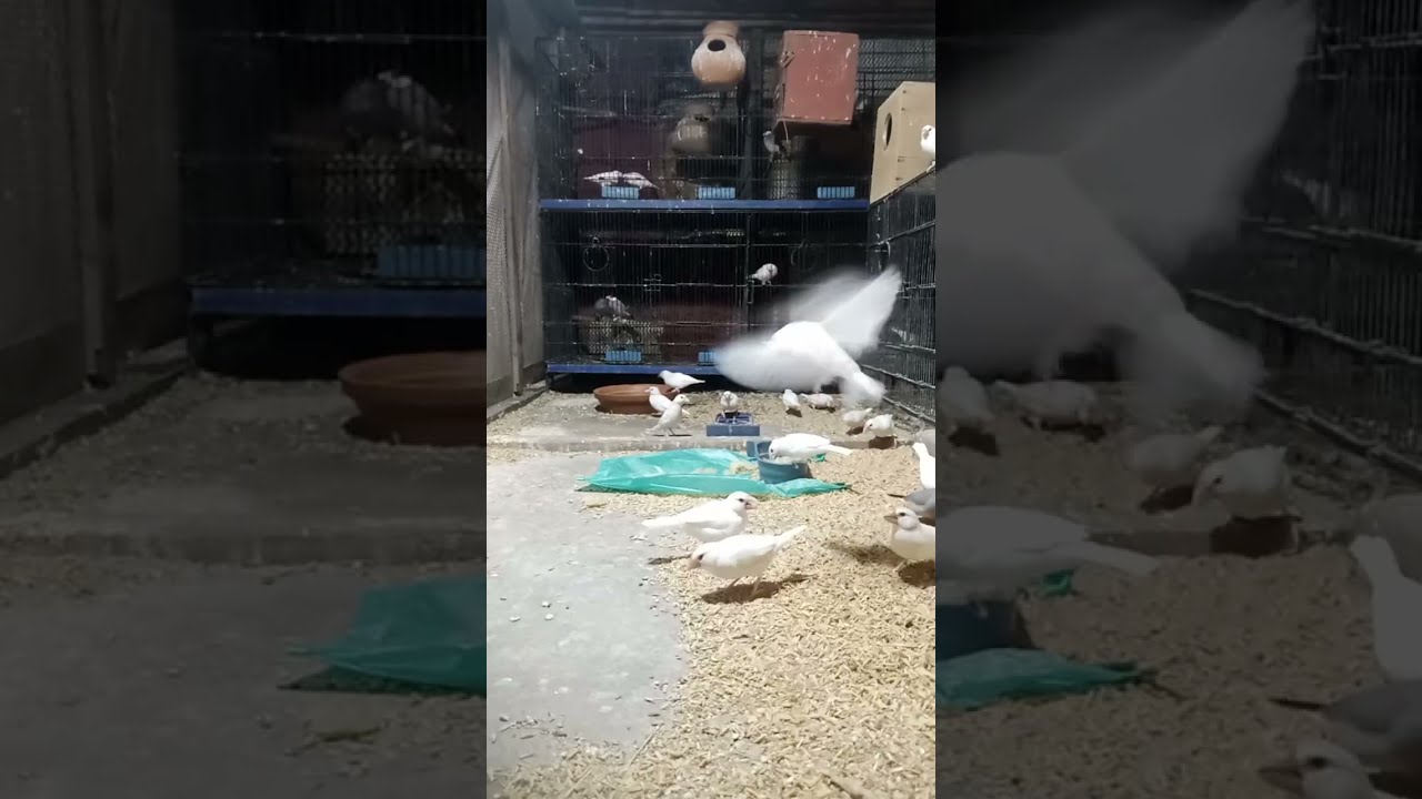 Live video with white java sparrow  / my pets video watch like comment share  and feedback