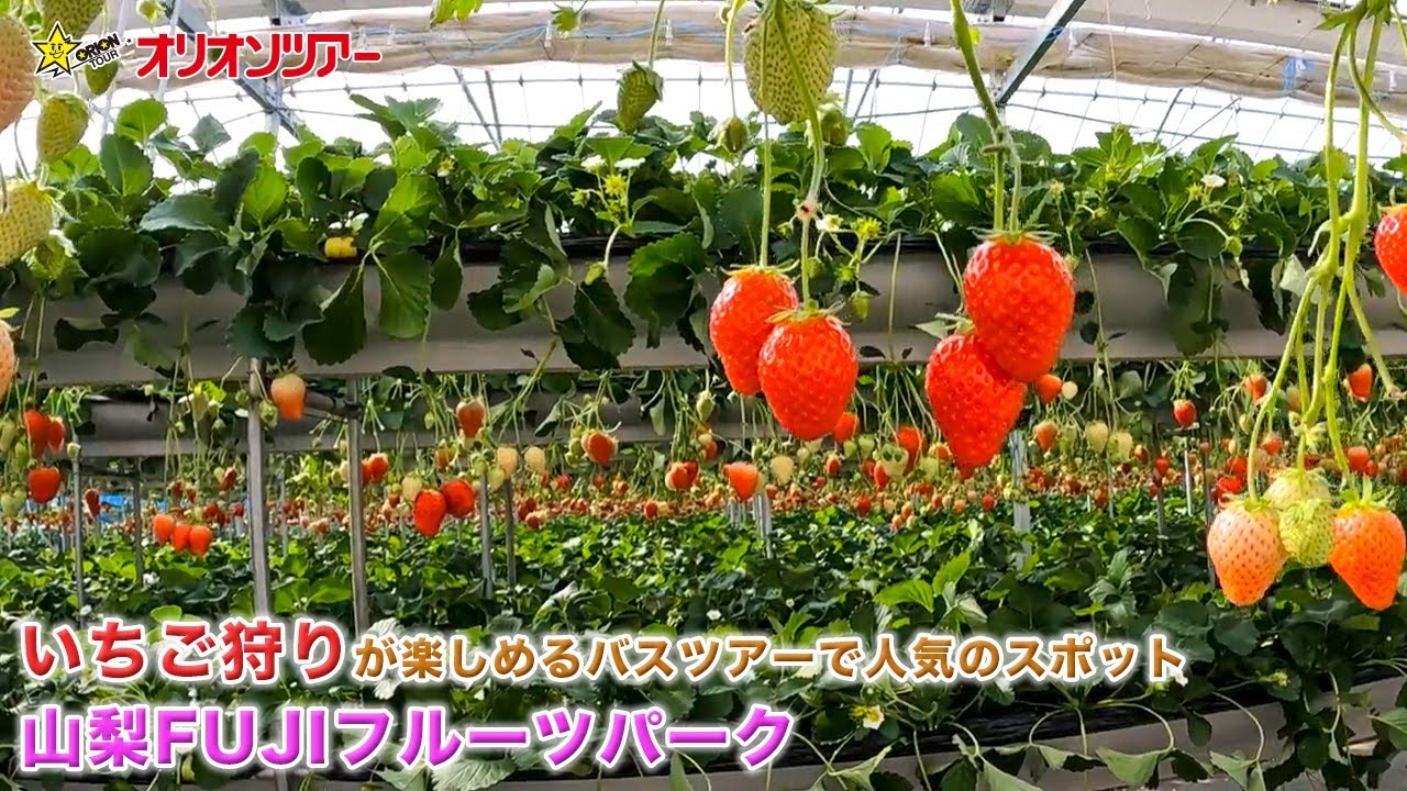 【日帰りバスツアー】人気のいちご狩りが楽しめる！季節のフルーツ狩り＆山梨グルメも堪能できる「山梨FUJIフルーツパーク」をご紹介！！