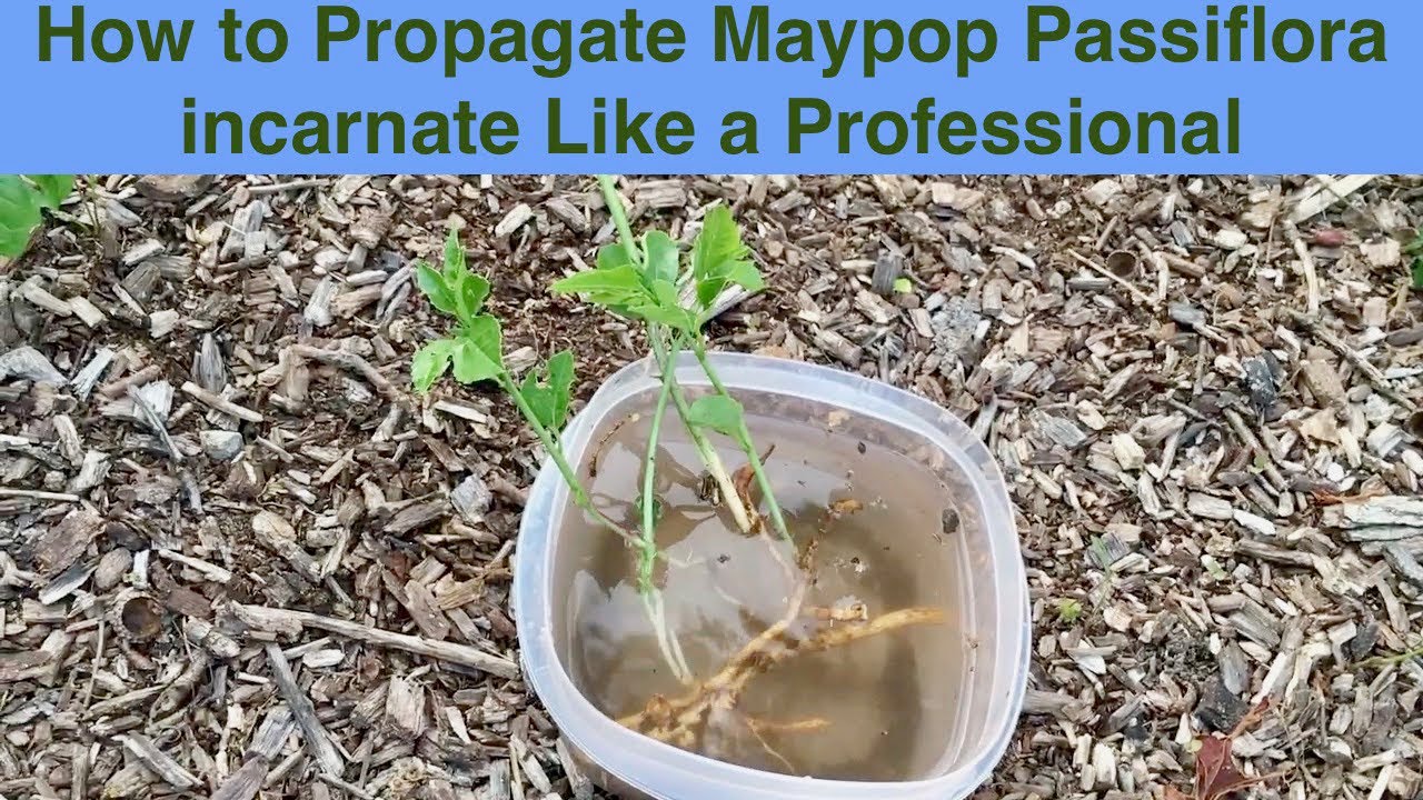 How to Propagate Maypop Passiflora incarnate Like a Professional