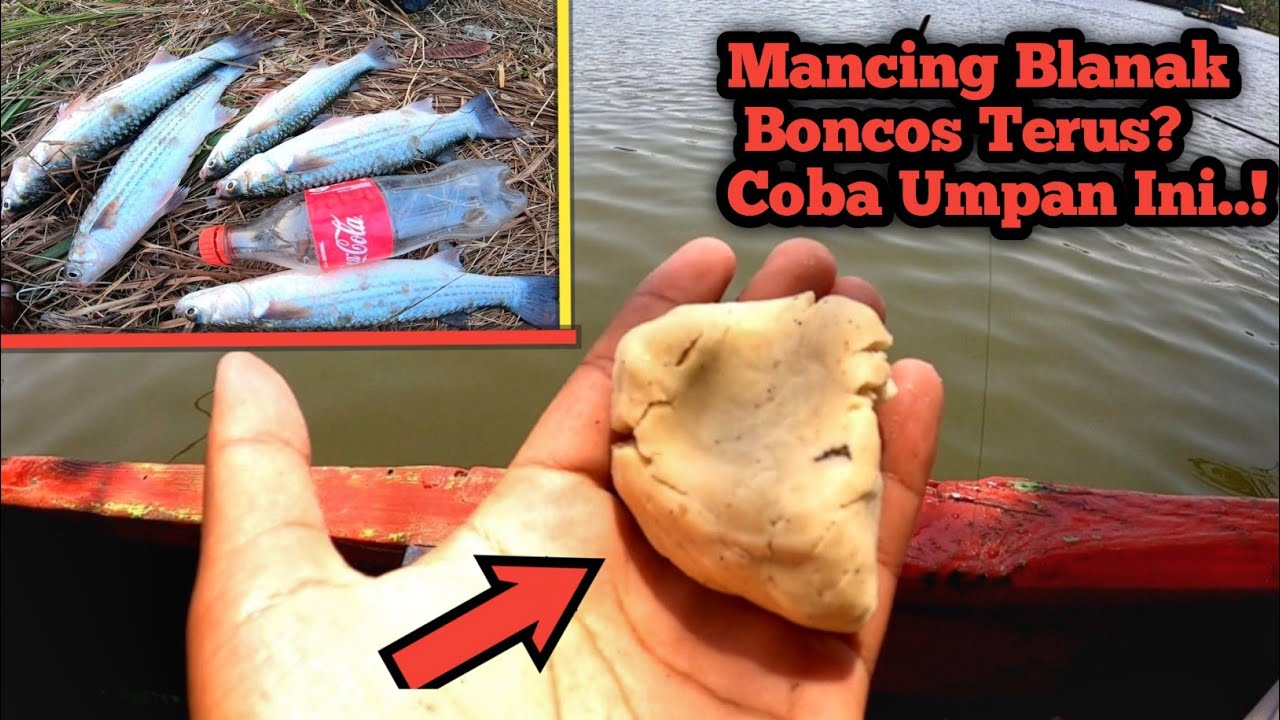 UMPAN JITU IKAN BLANAK PALING AMPUH..!!