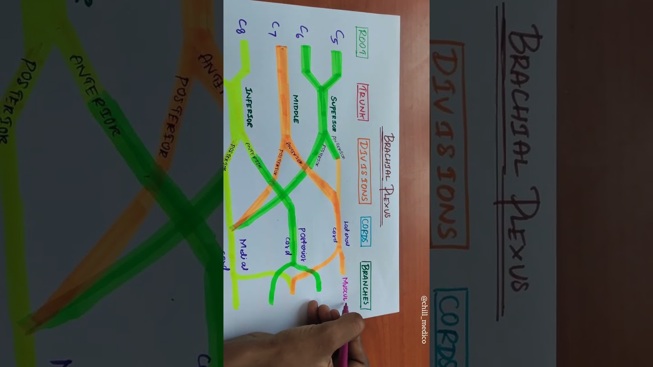 Brachial plexus 