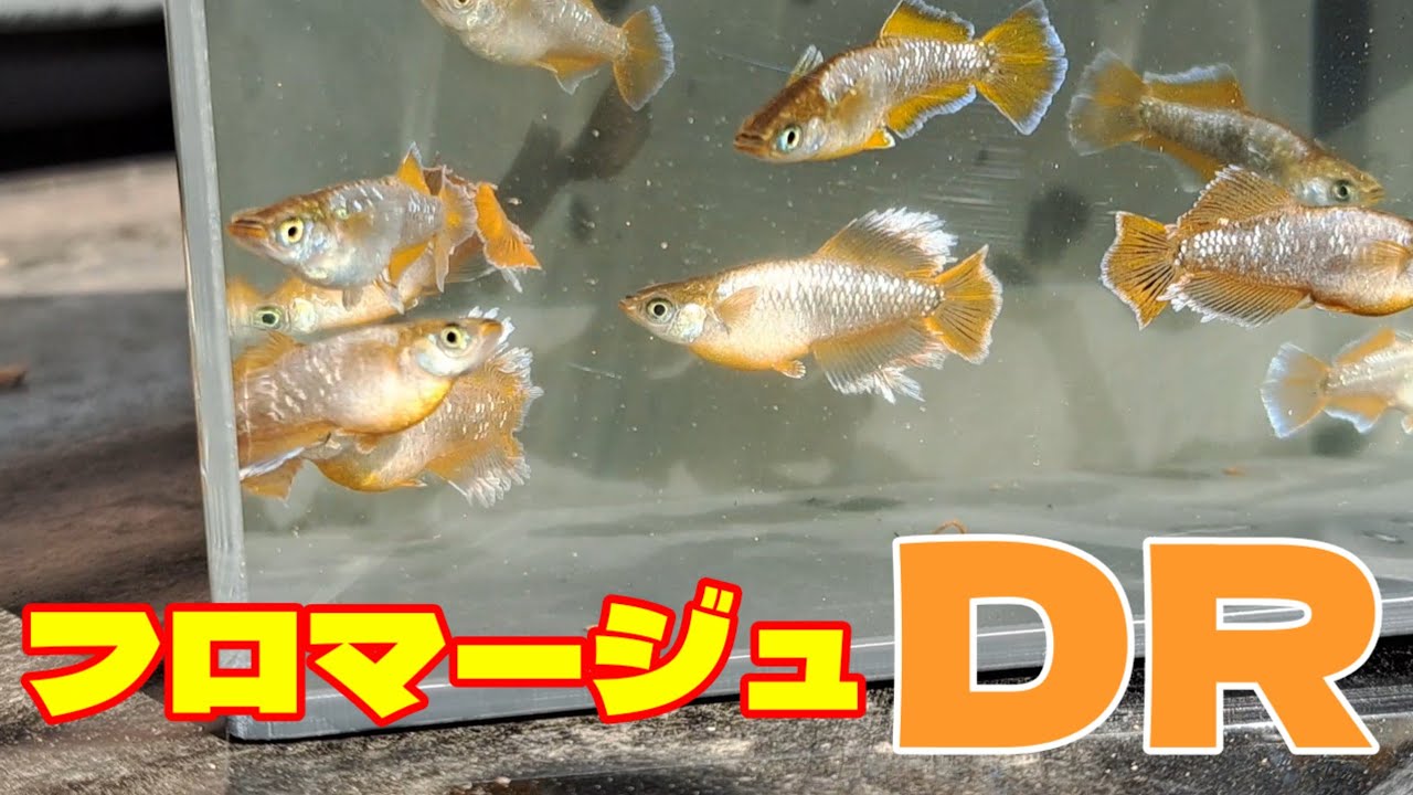 礼マージュがオレンジに進化していた動画【フロマージュDR/礼めだか】安らぎAQUAちゃんねる