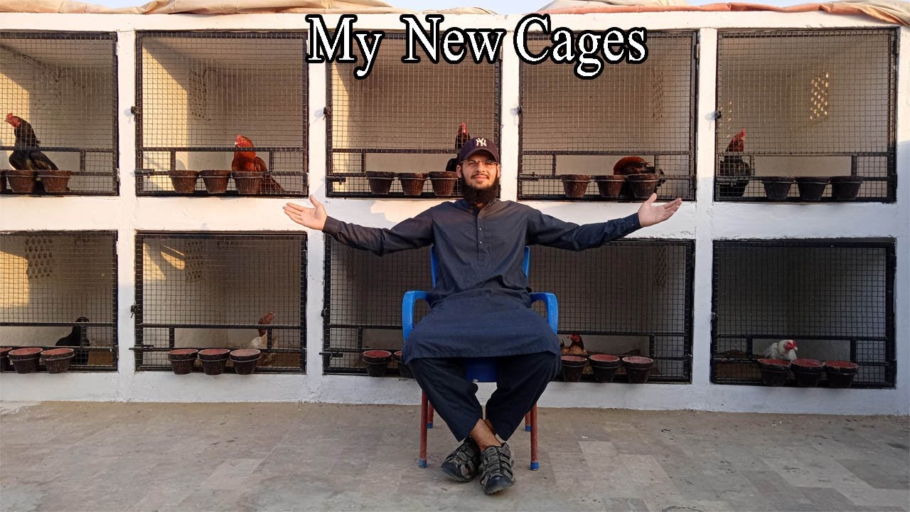 My New Cages | Aseel cages | Aseel Setup | Aseel Cage | 2 February 2022