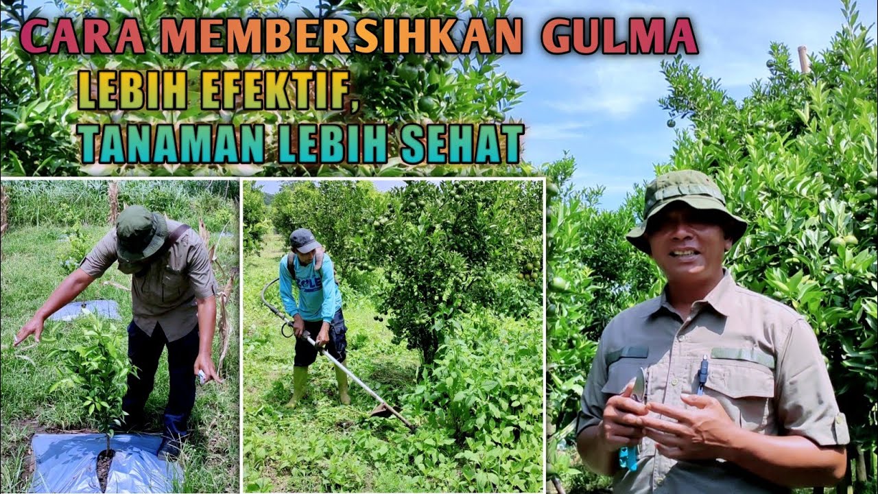 Cara Mengendalikan Gulma & Rumput Liar Pada Kebun Jeruk