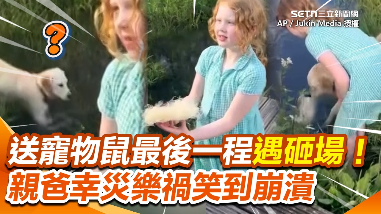 送寵物鼠最後一程遇砸場！超賊拉布拉多掀翻鼠窩 小鼠直接掉水裡886（QQ）...親爸幸災樂禍笑到崩潰XD｜三立新聞網 SETN.com