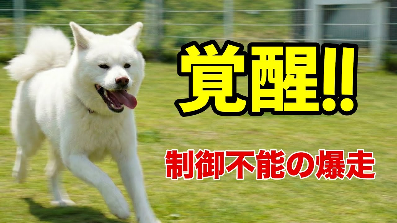 新しいドッグランで覚醒！爆走しすぎて飼い主も追いつけません