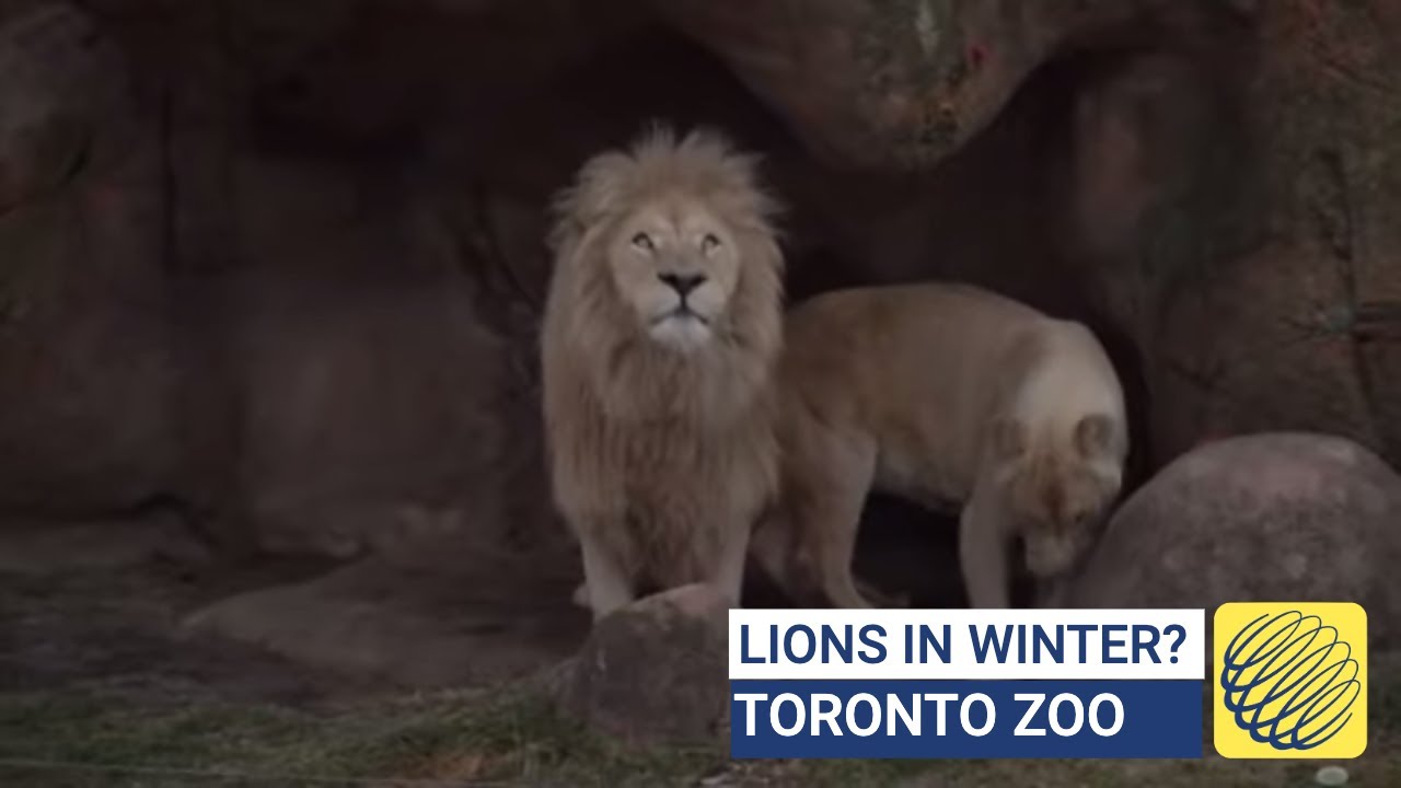 Lions out and about during the winter months in Canada