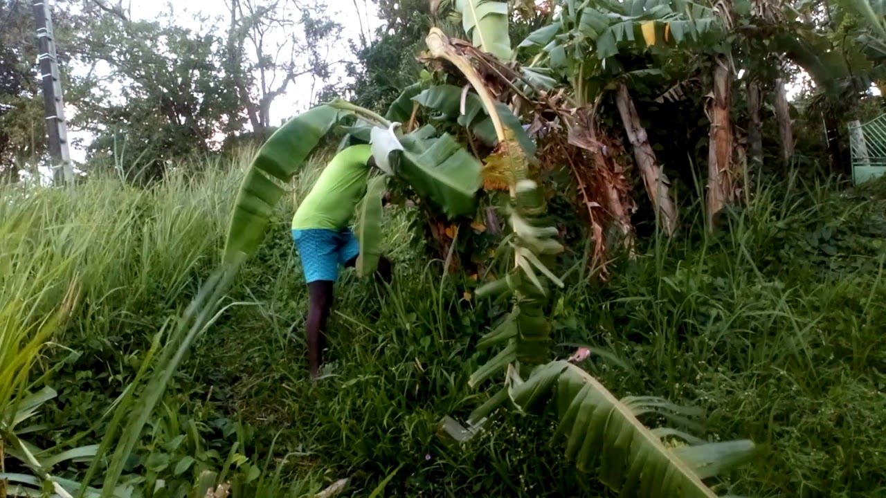 Des bananes a d&eacute;guster