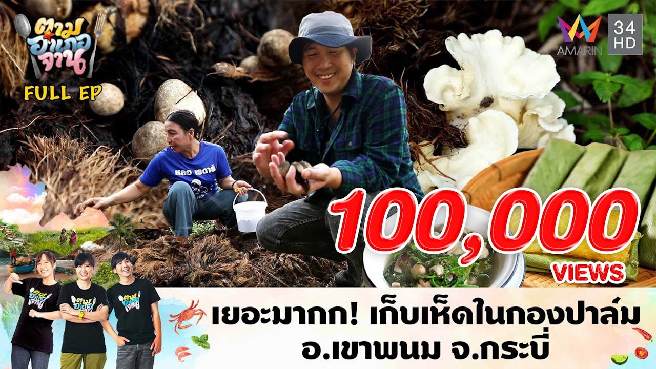 เยอะมากก! เก็บเห็ดในกองปาล์ม อ.เขาพนม จ.กระบี่ | ตามอำเภอจาน | 24 ก.ย. 67 Full EP