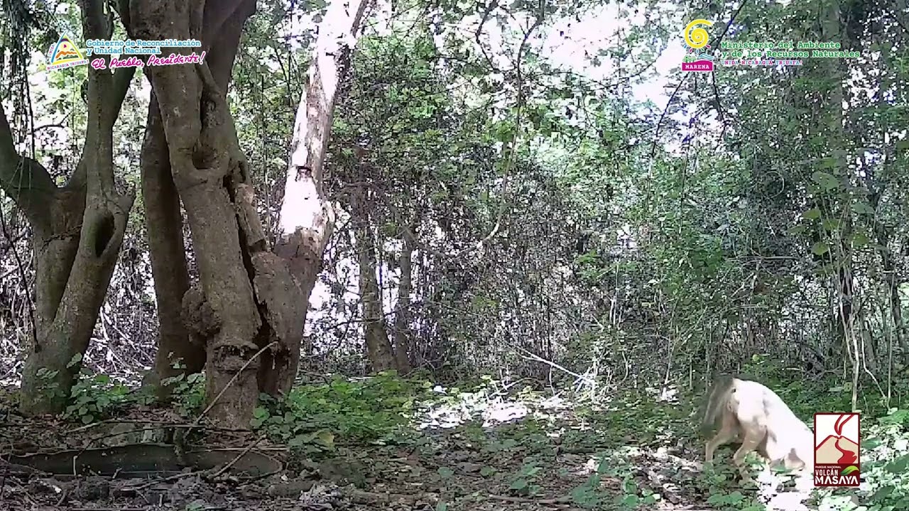 Cámaras trampas captaron imágenes de Coyotes y Ocelote en el Parque Nacional Volcán Masaya