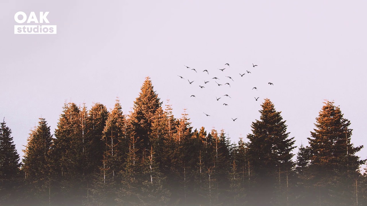[No Copyright Music] Woods - Acoustic Folk | Background Music