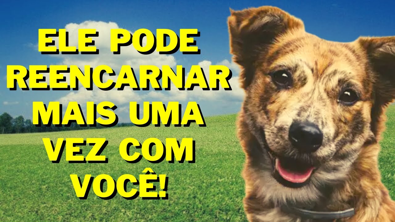 CÃES E SUA MISSÃO ESPIRITUAL I Espírito dos Animais