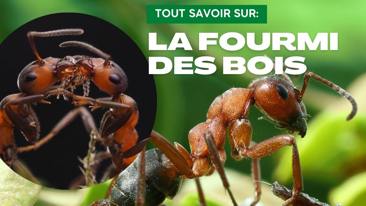 Les FOURMIS des bois (le genre Formica), Insecte Cracheur d'ACIDE