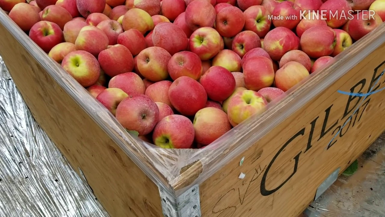 esta es la Manzana agridulce🍎MANZANA DE FRIO (Pink lady apple)