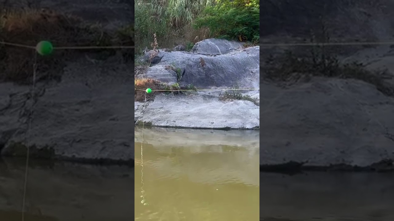 BREAK-LINE 💥 #shorts #catfish #fishing #breakingnews #river #youtubeshorts #subscribe #riverfishing