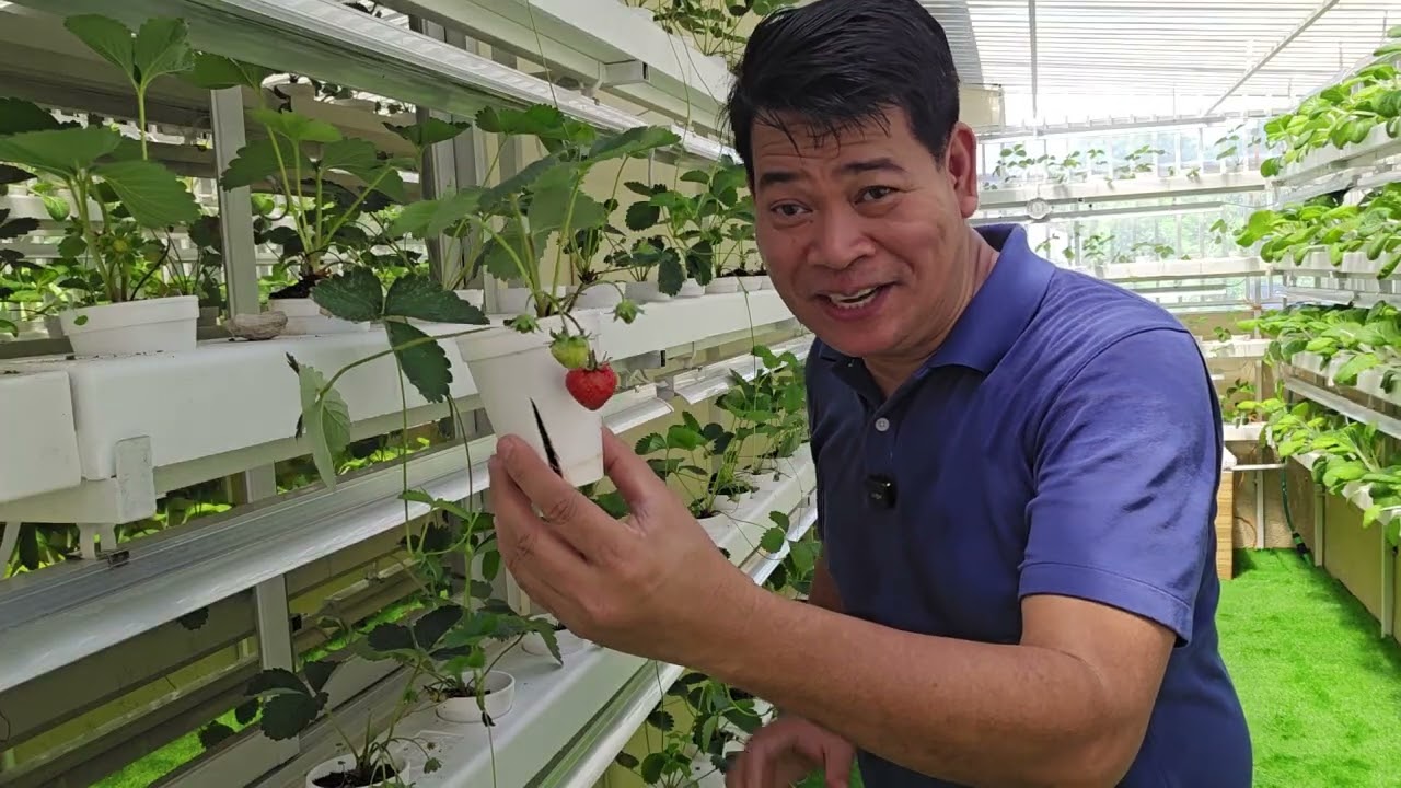 Strawberry in cup: Hinog na