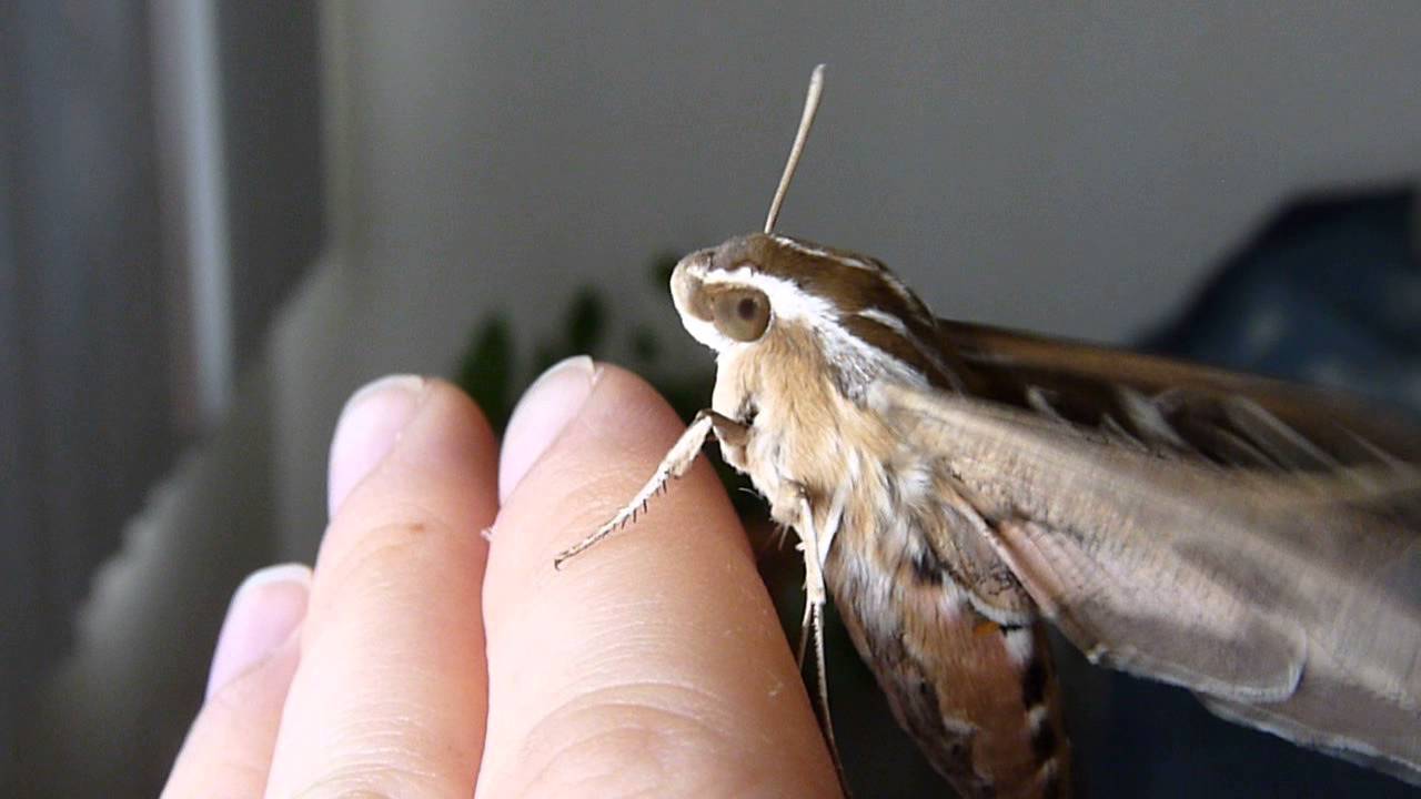 Hummingbird Moth