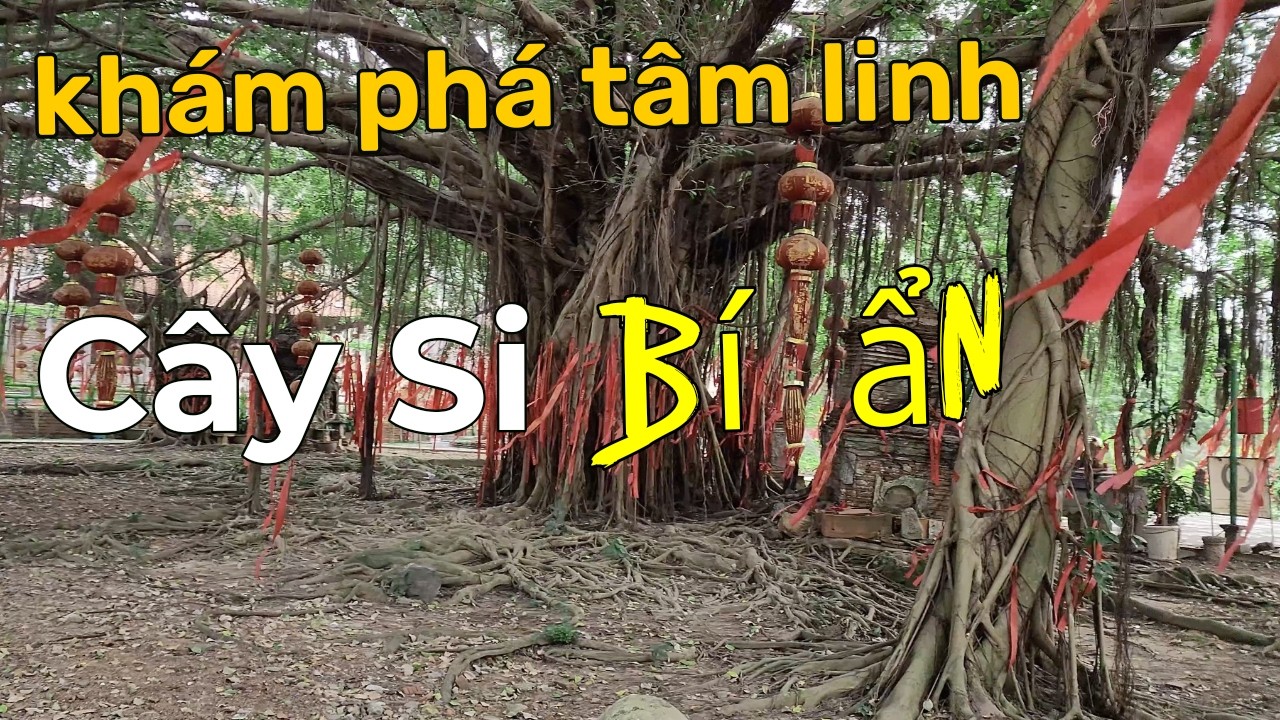 Khám Phá Tâm Linh Cây si bí ẩn ở CHùa Hà Tiên Vĩnh Phúc 2026