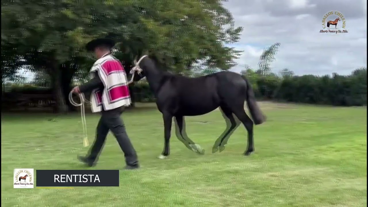 Lote 54 - Rentista