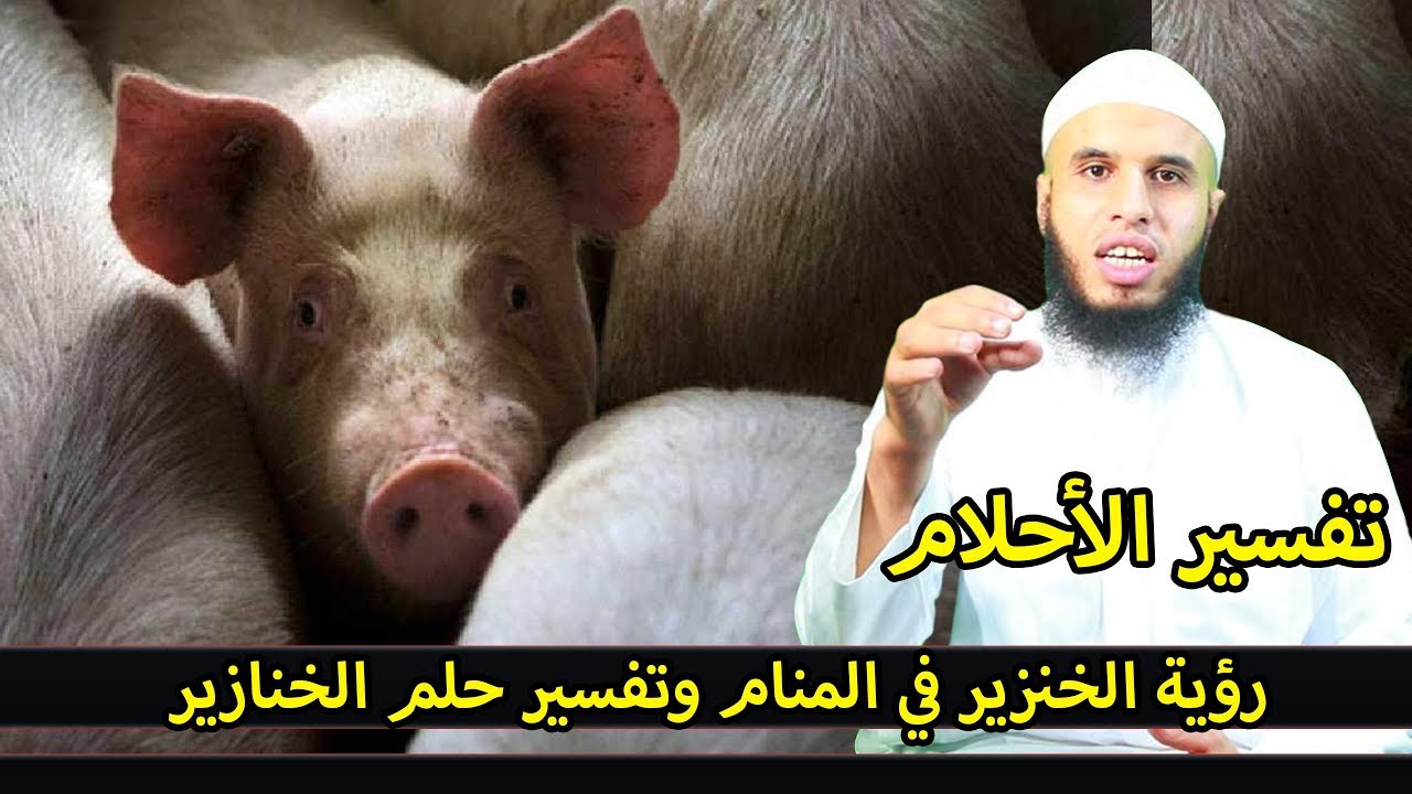 رؤية الخنزير في المنام وتفسير حلم الخنازير ..تفسير الأحلام