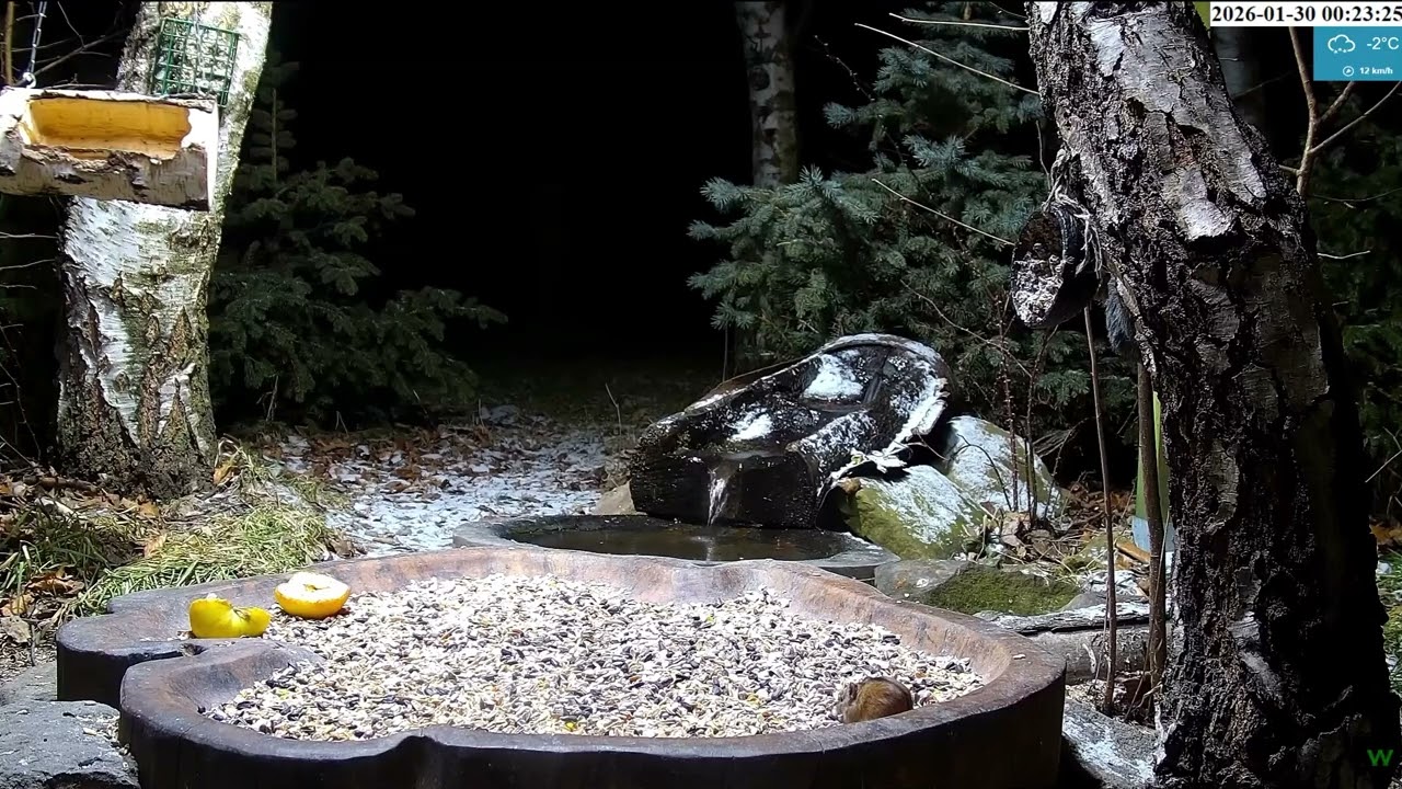 🐭@ Bird Feeder, Forest Nook, Żywiec, Poland 2026/01/30