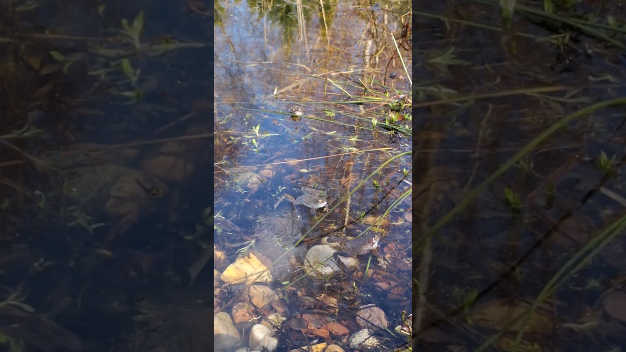 Kto tu tak hałasuje? 😂 Koncert żab w stawie!