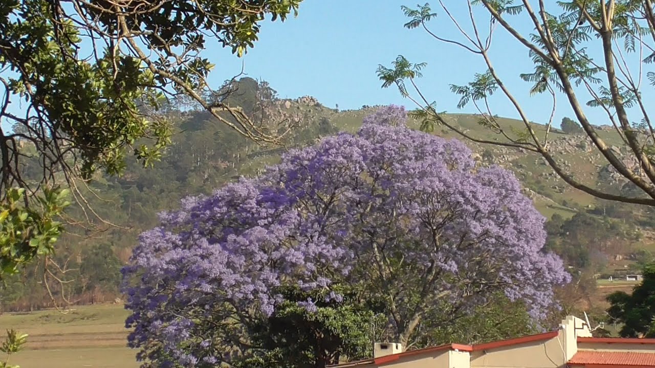 Swaziland at spring time