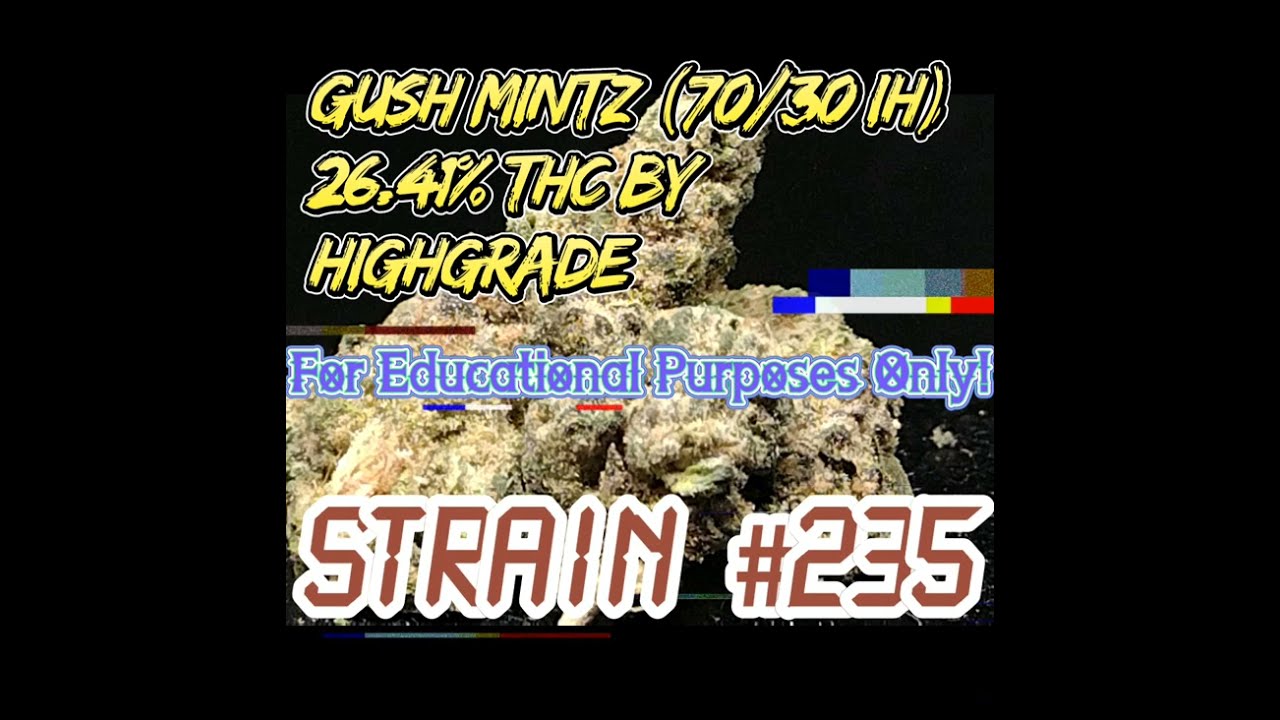 Gush Mintz (IH) Strain Review