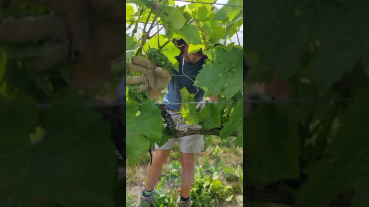 Shoot thinning on Misha's Vineyard