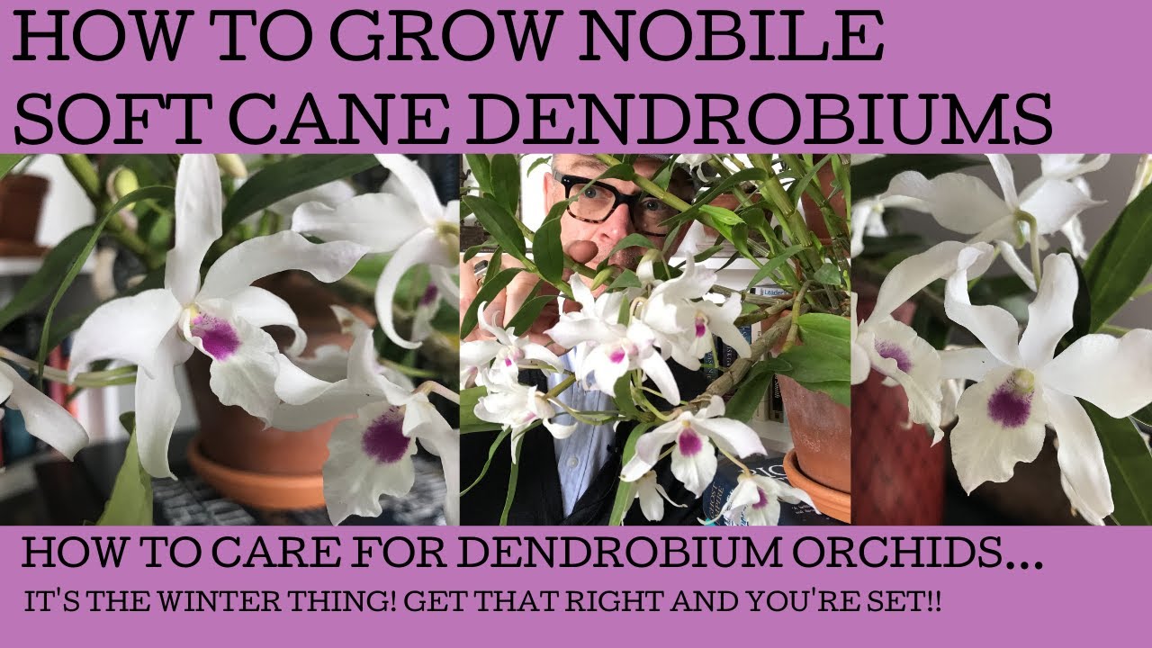 How to grow and care for Dendrobium soft cane Nobile orchids.