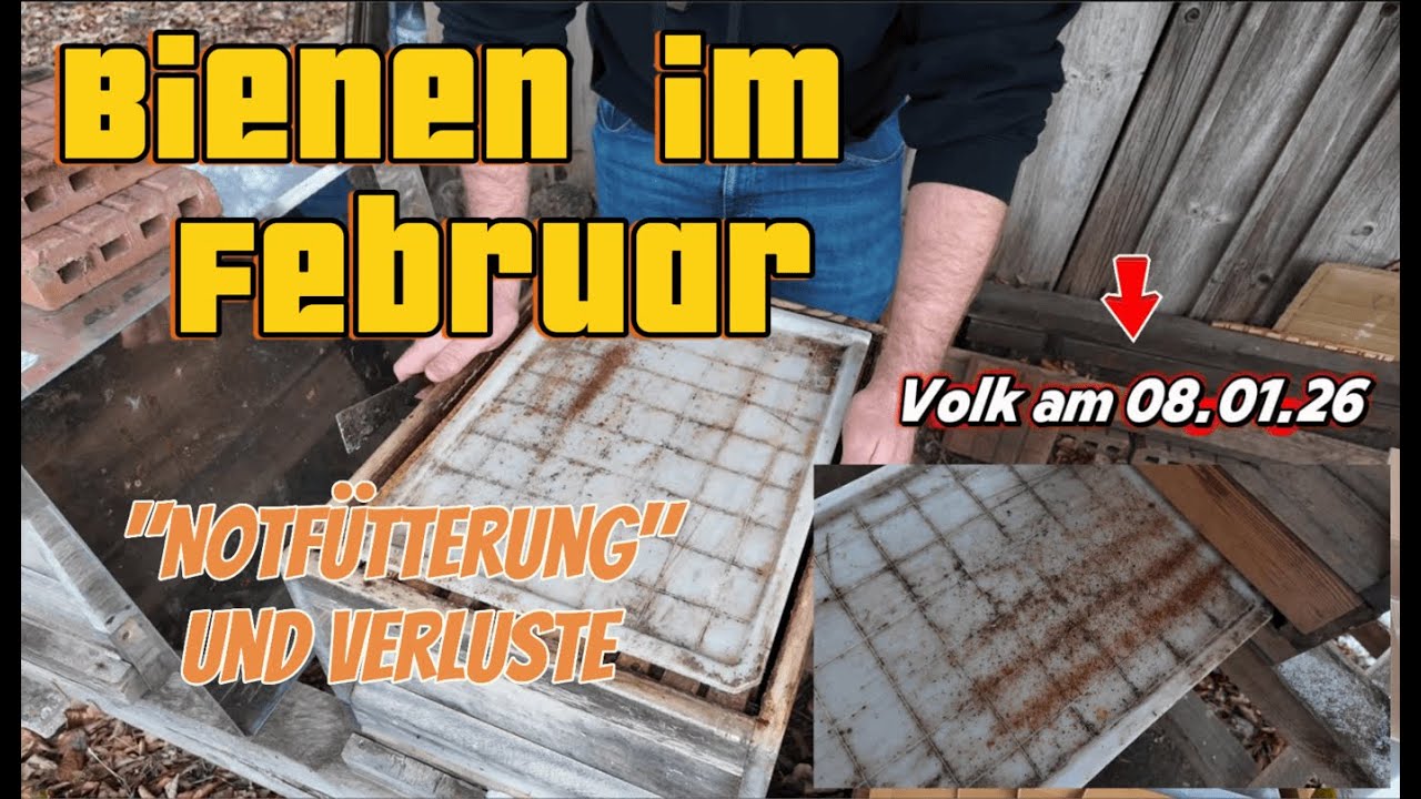 Bienen im Februar | Notf&uuml;tterung und Verluste