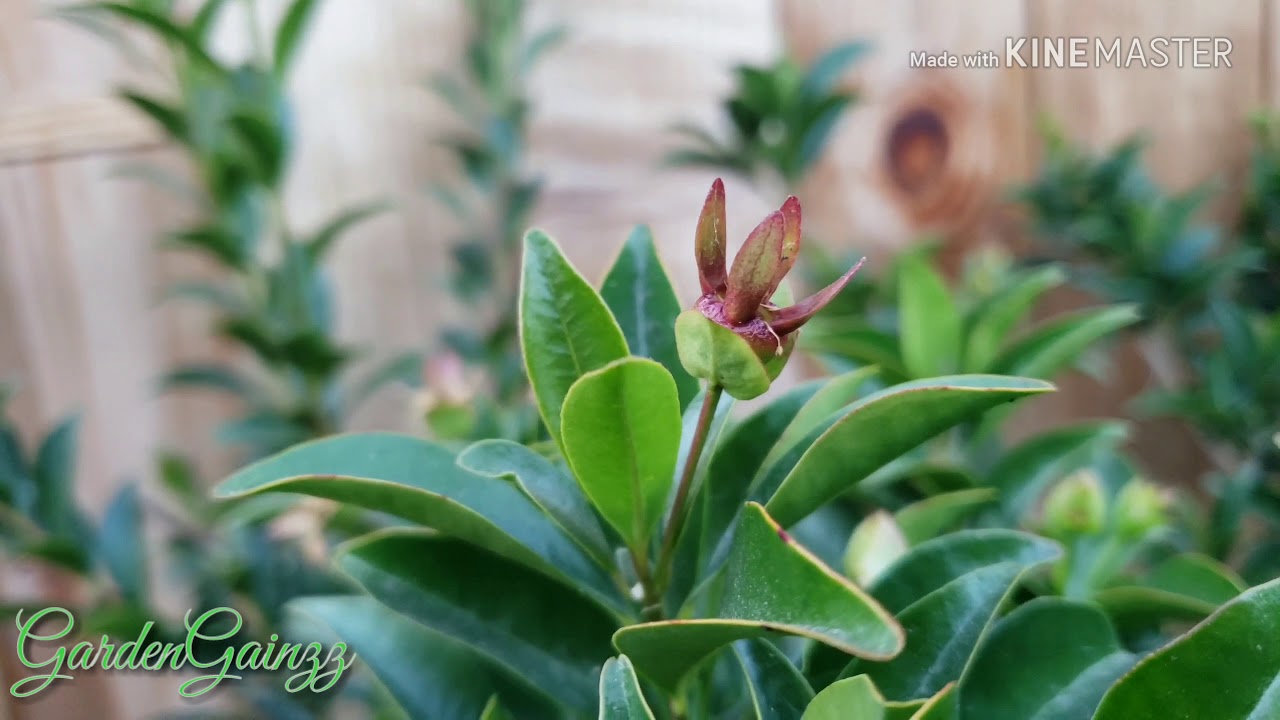 My Cherry of the Rio Grande is flowering & fruiting!