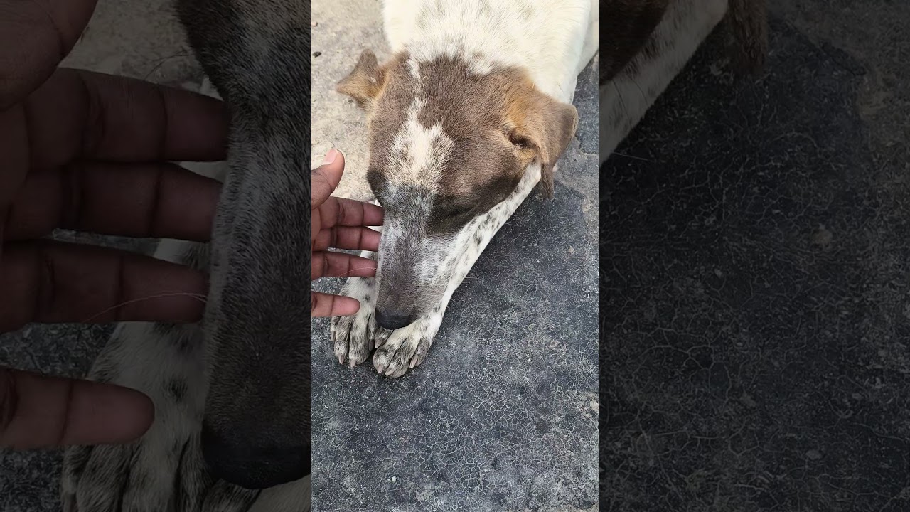 cute dog
