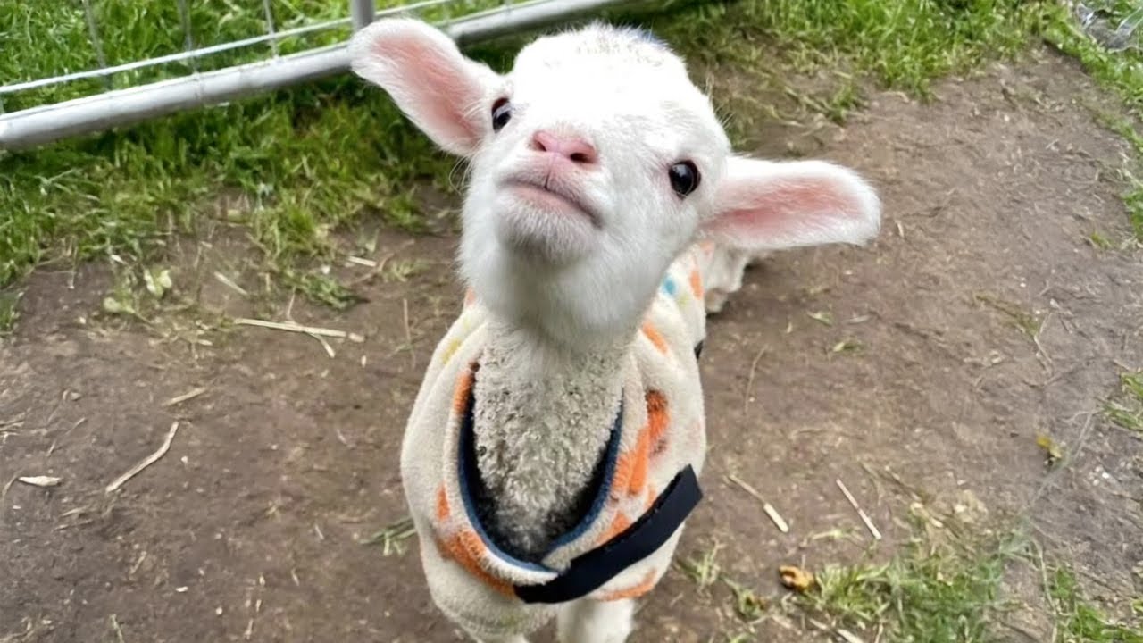 Funny Animals Will Have You Laughing Till You Can’t Breathe! 🐾🤣