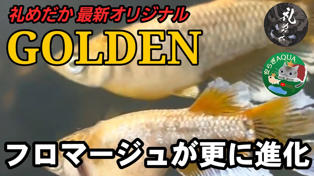 【実力派メダカブリーダー】礼めだか2026年最新品種【GOLDEN /フロマージュ】本人ブリード個体GETの大チャンス！安らぎAQUAちゃんねる