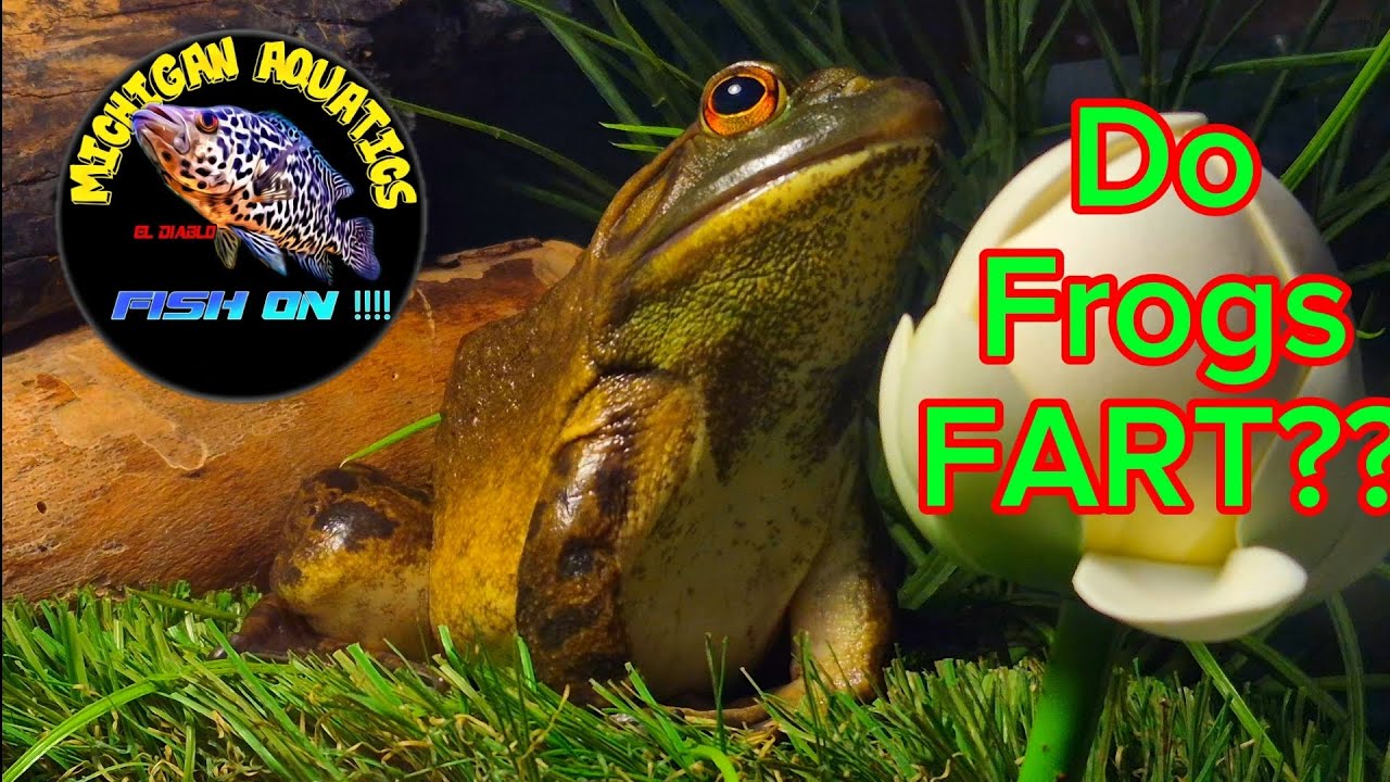 Do Frogs Fart?...